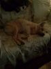 Filename=Sammy_8_20_12_2.jpg
Filesize=487KiB
Dimensions=1200x1600
Date added=Jan 11, 2013 Sammy_8_20_12_2.jpg