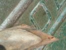 Filename=Bed_access_Cover-6.jpg
Filesize=1276KiB
Dimensions=2048x1536
Date added=Apr 04, 2009 Bed_access_Cover-6.jpg