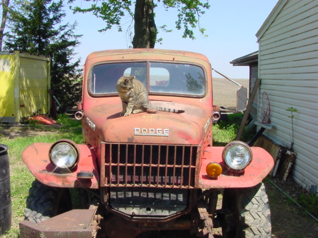 The cat likes it
